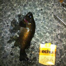 テトラ帯を狙ってメバルをゲット！