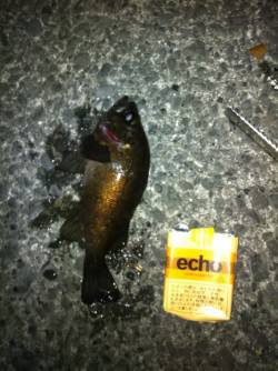 テトラ帯を狙ってメバルをゲット！