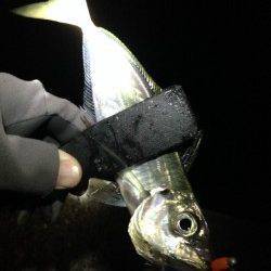 オレンジのワームに好反応！アジング楽しめました♪