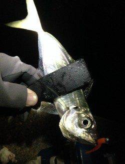 オレンジのワームに好反応！アジング楽しめました♪