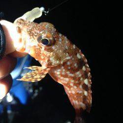 田辺周辺をランガン、アジング楽しめました♪