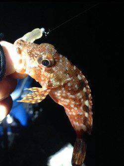 田辺周辺をランガン、アジング楽しめました♪