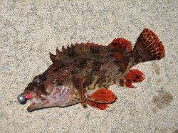 根掛り覚悟で隙間に落とし込んでガシリング、ラストにアイナメも♪