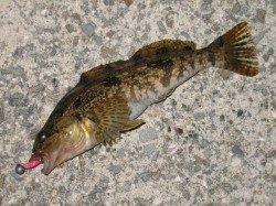 根掛り覚悟で隙間に落とし込んでガシリング、ラストにアイナメも♪