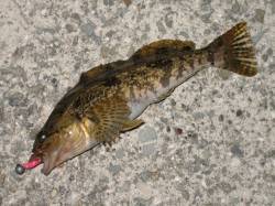 根掛り覚悟で隙間に落とし込んでガシリング、…