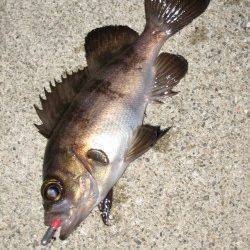 表層1投目でヒット! 田尻漁港でのメバリング