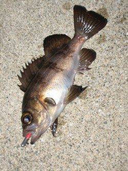 表層1投目でヒット! 田尻漁港でのメバリング