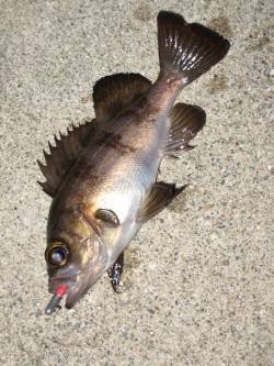 表層1投目でヒット！ 田尻漁港でのメバリン…