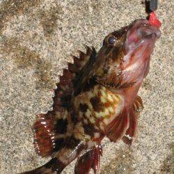 表層1投目でヒット! 田尻漁港でのメバリング