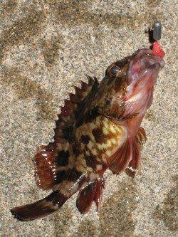 表層1投目でヒット! 田尻漁港でのメバリング