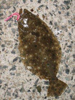 表層のアジングから中層メバル、底のコチ、ソゲ、ガシラまで五目達成！