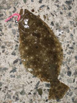 表層のアジングから中層メバル、底のコチ、ソ…