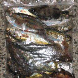 表層のアジングから中層メバル、底のコチ、ソゲ、ガシラまで五目達成！