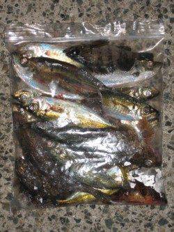 表層のアジングから中層メバル、底のコチ、ソゲ、ガシラまで五目達成！