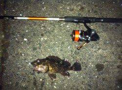 舞洲　ガシラポイントでガシリング♪