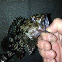 舞洲で19時～21時迄のガシリング釣果