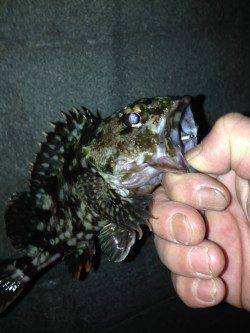 舞洲で19時～21時迄のガシリング釣果