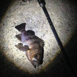 須磨でメバリング、プラグでパタパタっと釣れました♪