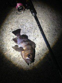 須磨でメバリング、プラグでパタパタっと釣れました♪