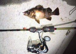 垂水漁港で、メバルとガシラの釣果