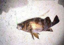 垂水漁港で、メバルとガシラの釣果