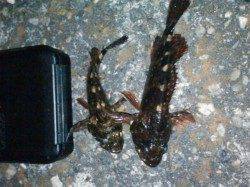 和歌山市南部２時間程ランガンした結果・・・