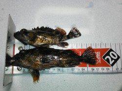 和歌山市南部２時間程ランガンした結果・・・