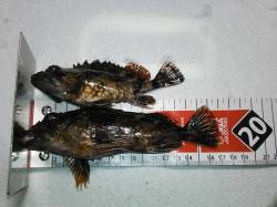 和歌山市南部２時間程ランガンした結果・・・…