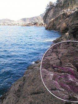 香住の地磯釣行でアイナメ37cm！