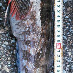 香住の地磯釣行でアイナメ37cm！