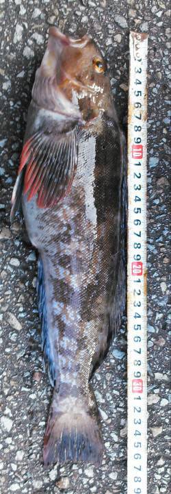 香住の地磯釣行でアイナメ37cm！