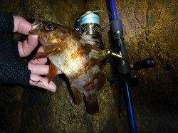 暖かくなりメバリングへ、香住の漁港内でポロポロとアタリ♪