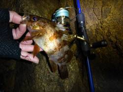 暖かくなりメバリングへ、香住の漁港内でポロ…