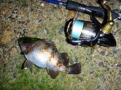 暖かくなりメバリングへ、香住の漁港内でポロポロとアタリ♪