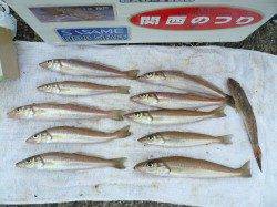 本荘人工島でのキス釣り　22cmを頭に10匹