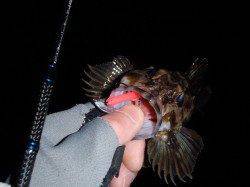 爆風でプラッキングメバル撃沈、ガシリングに癒されました♪