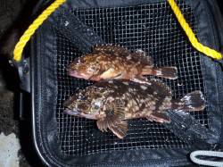 舞洲でのメバリング、潮動かずガシラのみでし…