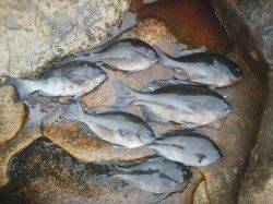 カツオ島へフカセ釣りに行ってきました