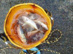 田ノ浦漁港でのサビキ釣り、周りではクーラー一杯の方も