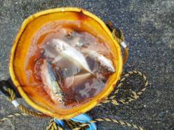 田ノ浦漁港でのサビキ釣り、周りではクーラー…