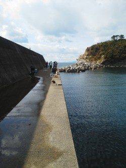 田ノ浦漁港でのサビキ釣り、周りではクーラー一杯の方も