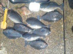 見老津のナベでフカセ釣り、グレ・カワハギ・サンノジ