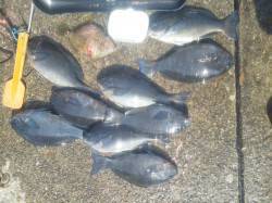 見老津のナベでフカセ釣り、グレ・カワハギ・…