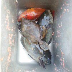 周参見で磯グレ、水温低下で食い渋かったです