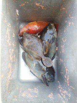 周参見で磯グレ、水温低下で食い渋かったです