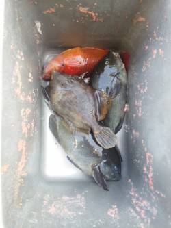 周参見で磯グレ、水温低下で食い渋かったです…