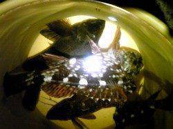 林崎漁港 青虫エサのウキ釣りでメバル&ガッシー