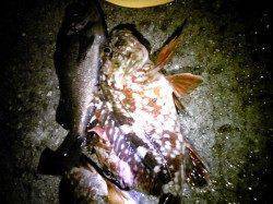 林崎漁港 青虫エサのウキ釣りでメバル&ガッシー