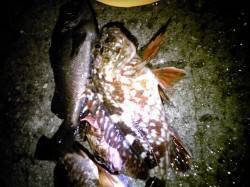 林崎漁港　青虫エサのウキ釣りでメバル＆ガッ…