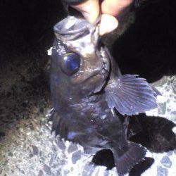 深日漁港でメバリング、サラシへキャストしてHIT